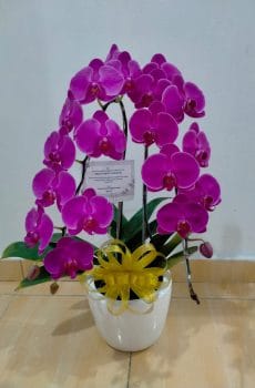 Bunga Anggrek BA-011