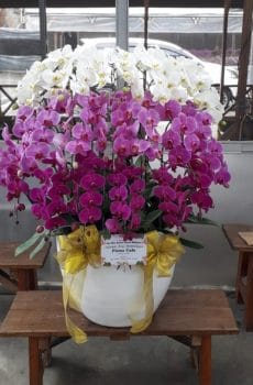 Bunga Anggrek BA-003